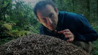 Wildlife film-making behind the scenes: filming wood ant behaviour in the Forest of Dean
