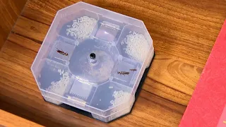 Reusable Cockroach Trap (Code:11483)