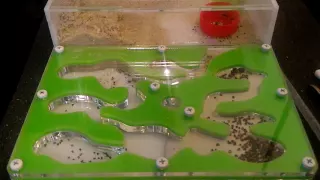 Муравьи Messor structor таймлапс. Messor structor Ants Timelapse