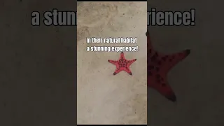 Did you know about Vietnam’s starfish beach?
