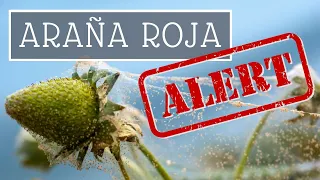 Cómo combatir la PLAGA de ARAÑA ROJA ⚠️‼️