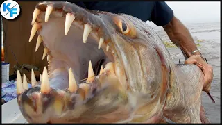 Тигровая рыба Голиаф. Рыба, которая не боится и поедает крокодилов.  Подводный монстр из Африки.