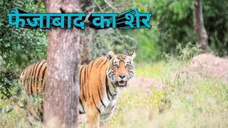 फैजाबाद का शेर । Man-Eater Tiger Of Faizabad । शिकार कहानी । Best Hunting Story । Story Narration