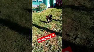 Доброе утро от петуха