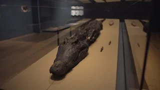 Conservation of a crocodile mummy