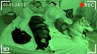 Cats and Dogs Try To Wake Me Up All Night! Cute Pets Video