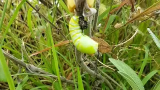 Monarch Caterpillar changing into a chrysalis in real time!