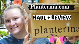 PLANTERINA.COM HAUL + REVIEW [PLANT UNBOXING]