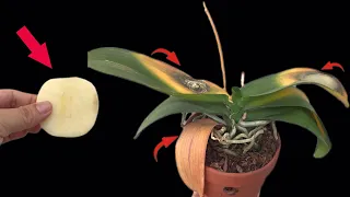 Just 1 thin slice! Weak orchids with yellow leaves revive and bloom all year round.