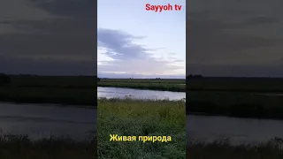 Река Ижора.  Живая природа,Россия.