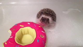 Hedgehog Taking a Bubble Bath