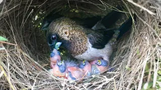 Parents Regurgitate Food for All 4 Chicks (1) – Munia Birds Feeding Babies So Long Time E105