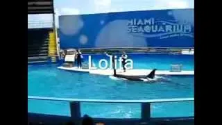 Help Lolita retire from the Miami Seaquarium