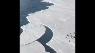 Little penguin 🐧 makes it onto land as ice breaks, reunites with its family 🥰
