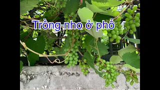 Những điều căn bản để Trồng Nho ở phố nhiều trái | THÍCH TRỒNG CÂY TV