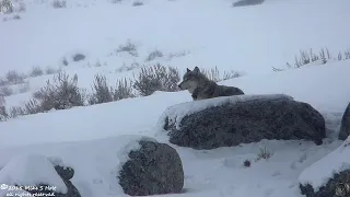 Extraordinary wolves : Banished from her pack - fights all alone for survival - Yellowstone winter