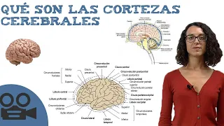Cortezas cerebrales - Funciones, IDEAL para estudiar!!
