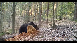 Brown bear sniffing tree stump