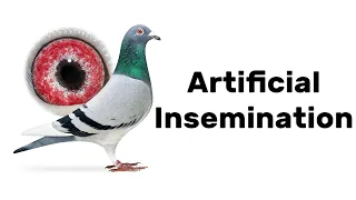 How does Artificial Insemination work in Racing Pigeons?