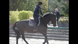 Quand et comment agir pour gérer la pression de votre cheval ? un moyen simple et respectueux