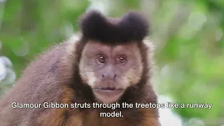Top Ten Gayest Monkeys #monkey #lgbt #jungle