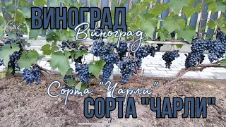 Виноград сорта "Чарли" сезон 2021