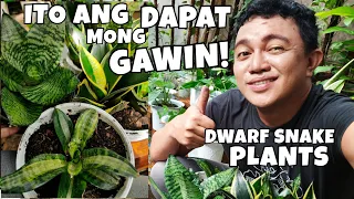 DWARF SNAKE PLANTS COMPLETE CARE GUIDE | VARIETIES & BENEFITS