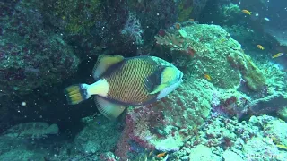 Голубопёрый балистод | Titan Triggerfish on "Deep Six" at Similan 7 | Diving Safari Phuket, Thailand