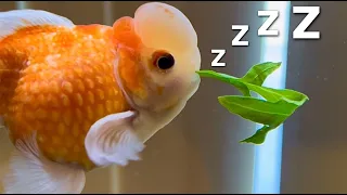 Do Goldfish Sleep?