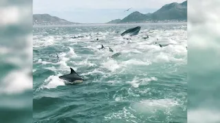 Cape oceans roar with life