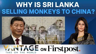 Why China Wants Hundreds of Thousands of Sri Lanka’s Monkeys | Vantage with Palki Sharma