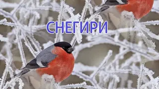 "Снегири" Сергей Трофимов на синтезаторе YAMAHA PSR E-463.