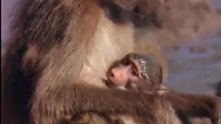 Baby baboon dies to crocodile (sad)