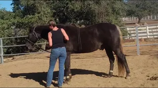 Benefits of Equine Massage for Post-Laminitis Rehabilitation and Cervical Discomfort