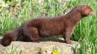 Thousands of minks are on the loose in Northumberland County
