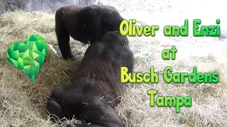 Busch Gardens Tampa Gorillas