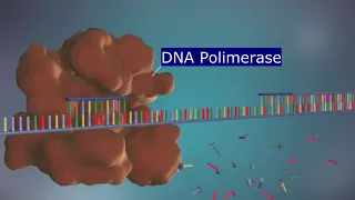 O Processo de Replicação do DNA - (Animação Narrada em 3D)