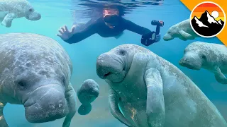 I Swam with 100 Manatees!