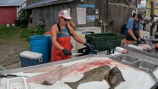Watch This Lady's Fish Filleting Skills in Action! This Lady is a Fish Cleaning Machine! Part 1