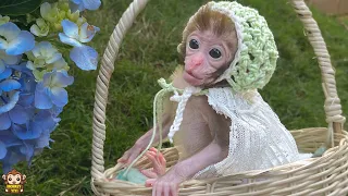 Baby monkey Yumy plays outside happily with a nice shawls