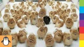 4 Pomeranian Lovers 🐱‍👤 Funny and Cute Pomeranian Dogs Videos Compilation