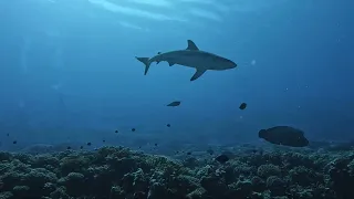 Polynésie française 2024 - Fakarava Diving Day 5 (South pass)