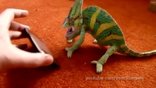 Chameleon Frightened By Iphone What Did He Saw? :O