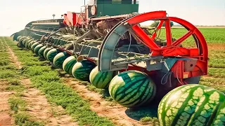 ¡Mira Como Cosechan Millones de Toneladas de Sandías los Agricultores de Estados Unidos!