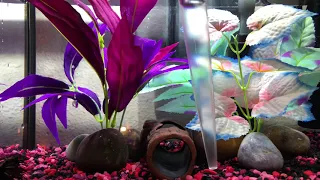 How I clean my Betta’s Tank