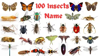 Insects Name/ 100 insects Name and picture in English/ Insects vocabulary