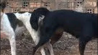 pig loves Dog meeting first time village