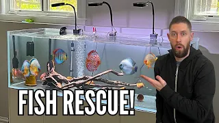 RESCUING DISCUS FISH from Beautiful 180 Gallon Aquarium