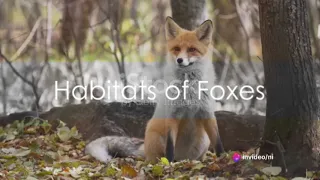 fox inventory