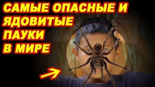 ТОП 9 Самые большие, опасные и ядовитые пауки в мире